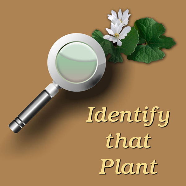 Identify-That-Plant-logo