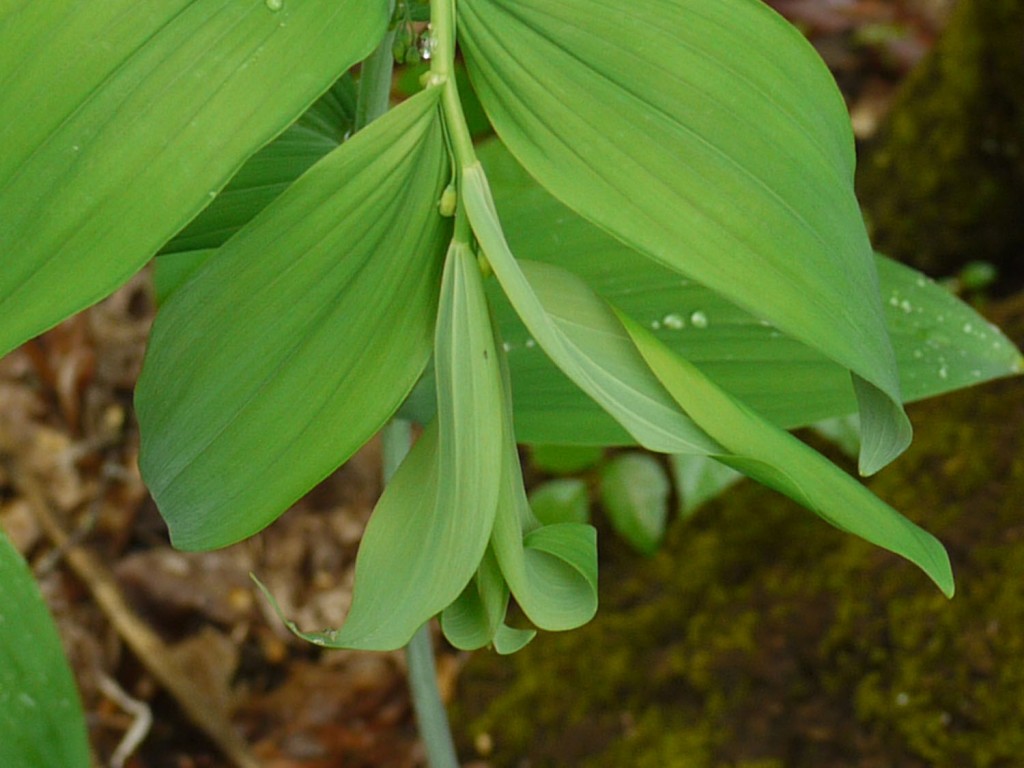 Solomon's seal tip with flower bud