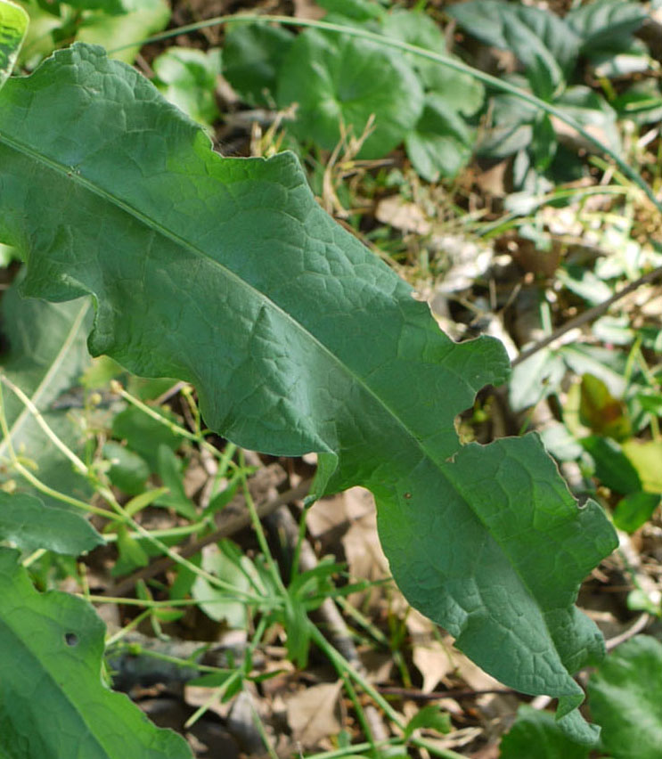 Curly dock leaf