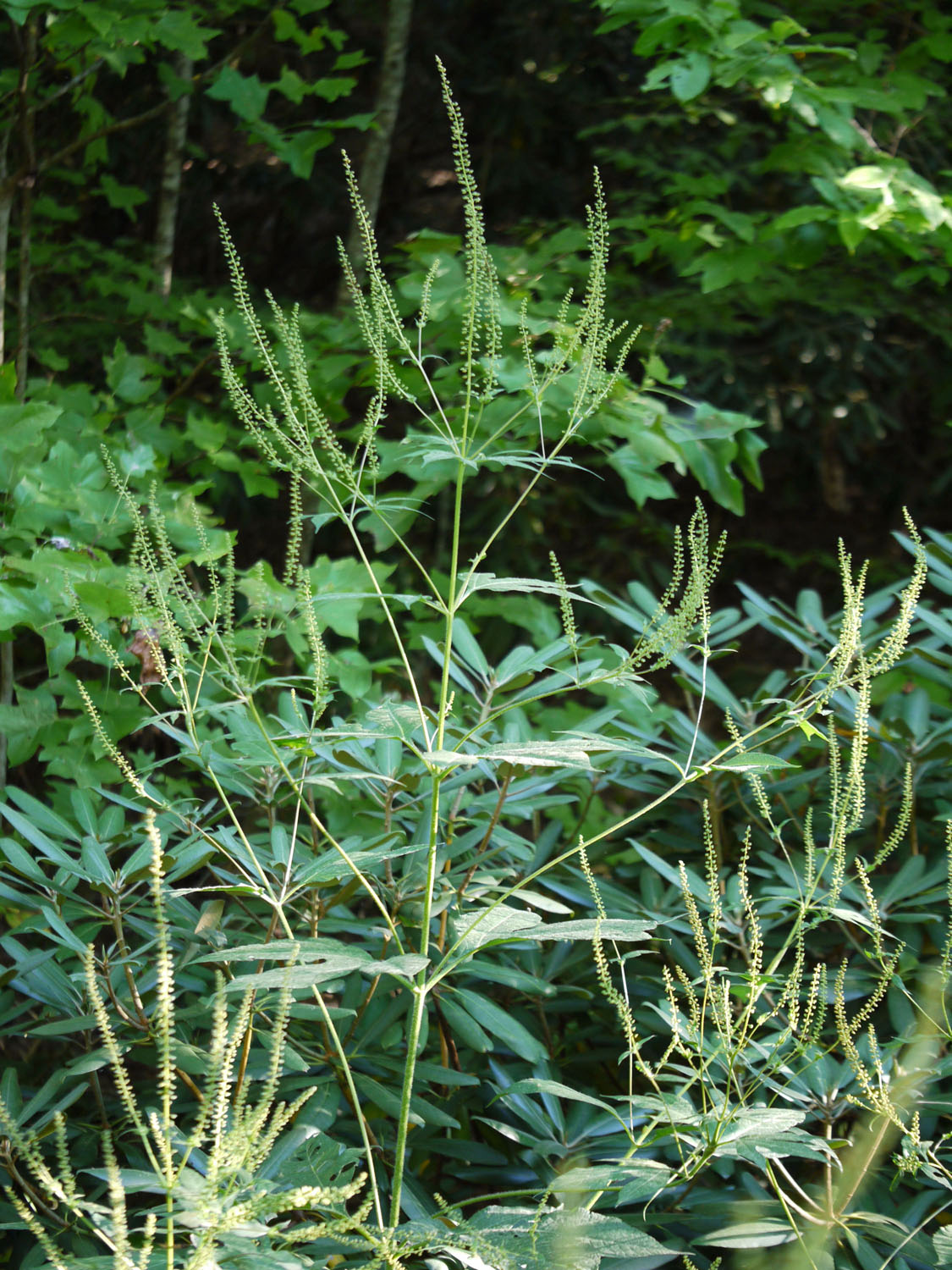 Great ragweed