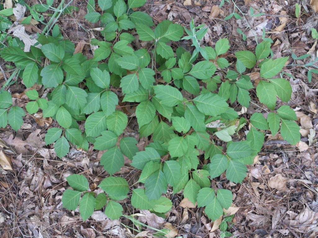 Poison ivy 4