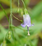 Southern harebell