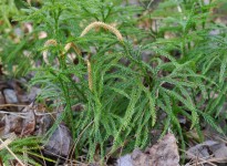 Flat-branched tree clubmoss