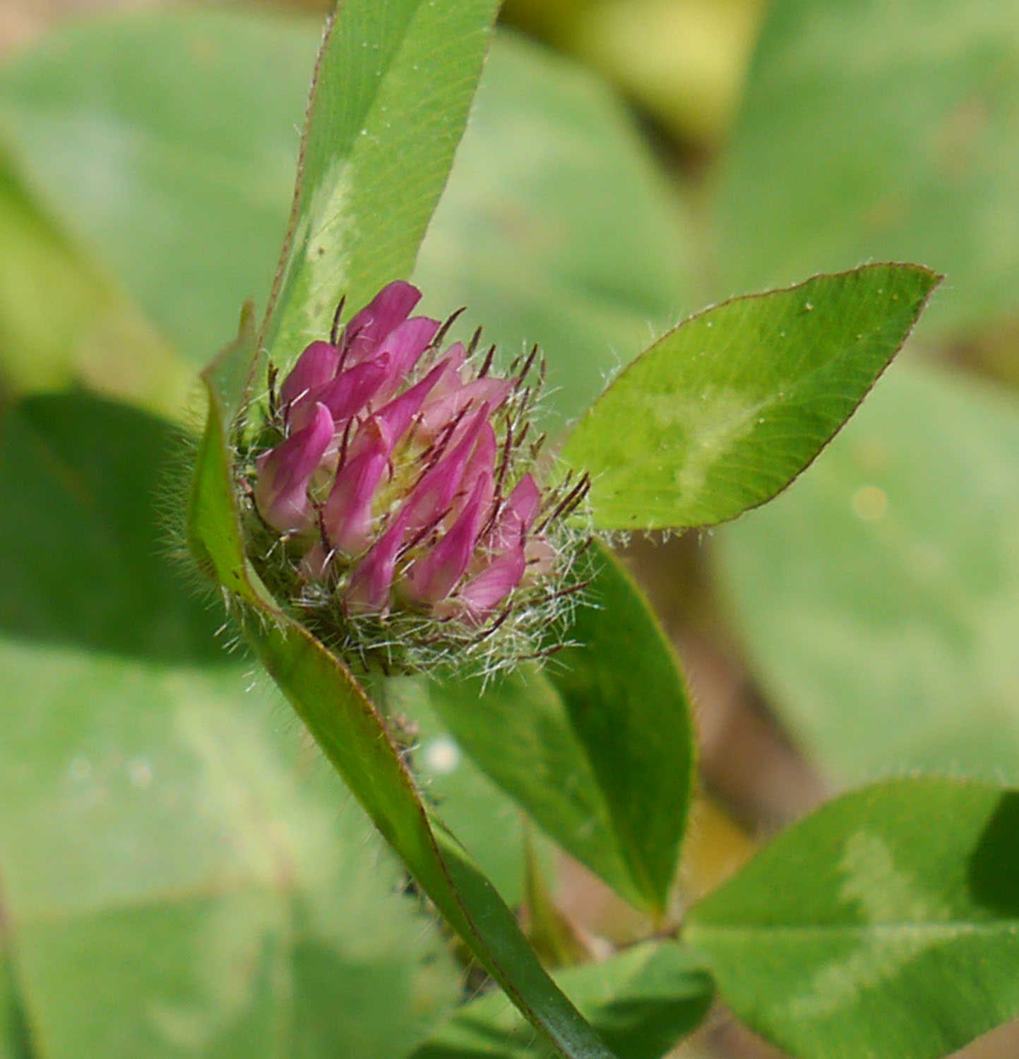 Red Clover Identify That Plant