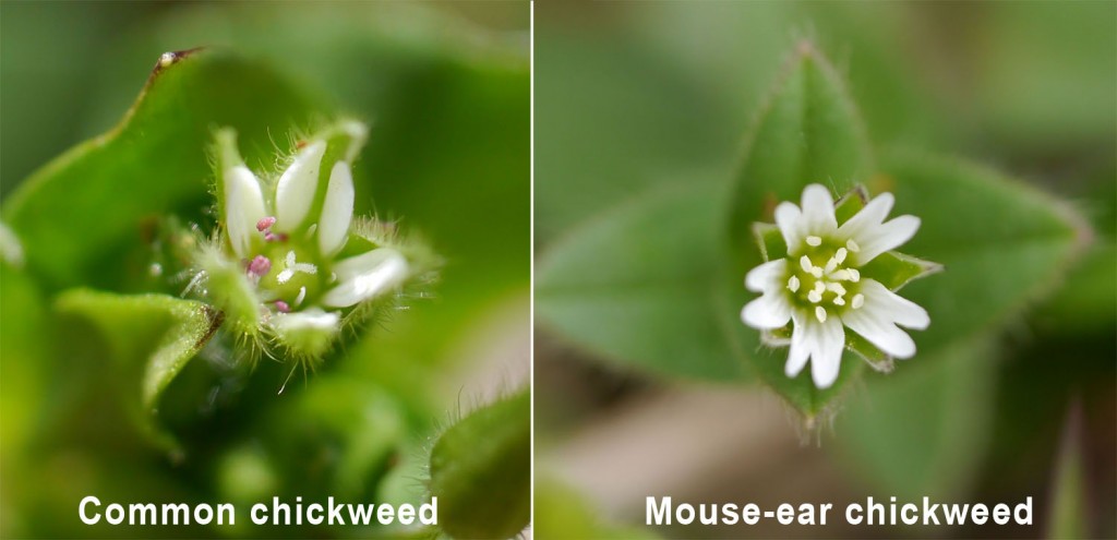 Common and mouse-ear chickweed
