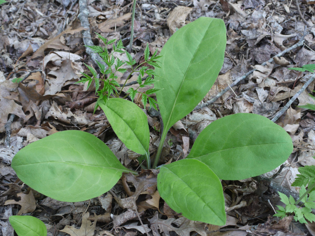 Wild Comfrey Cynoglossum Virginianum Identify That Plant