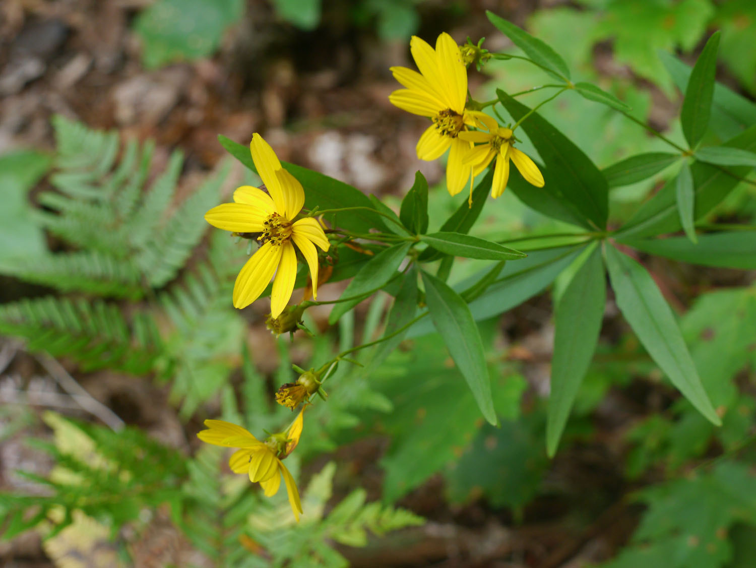 Greater coreopsis