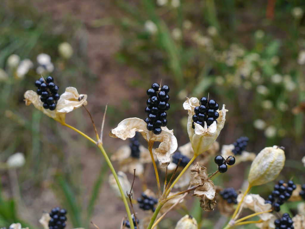 Blackberry Lily Seeds (Belamcanda Chinensis) – Fast Growing Perennial, Showy Flowers