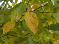 Yellow birch