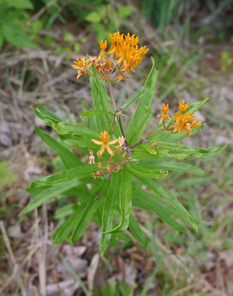 butterfly weed asclepias tuberosa plant