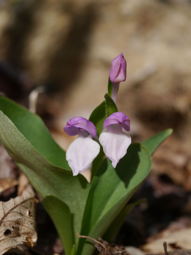 Showy orchis