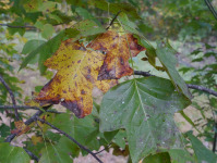 Yellow poplar