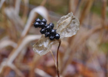 Blackberry lily