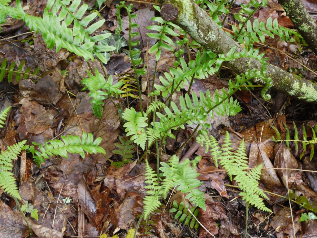 Tree Fern Scale Key Detailed Study of Keys | Identify that Plant