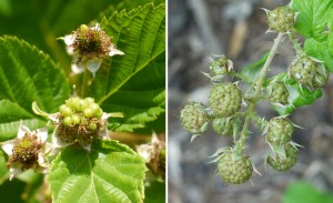 Blackberry Vs Raspberry Leaf Blackberry? or black raspberry? | Identify that Plant